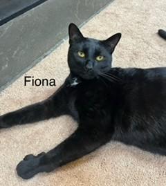 Fiona & Pickles, a Adoptable Domestic Short Hair in Closter, NJ image 2/5