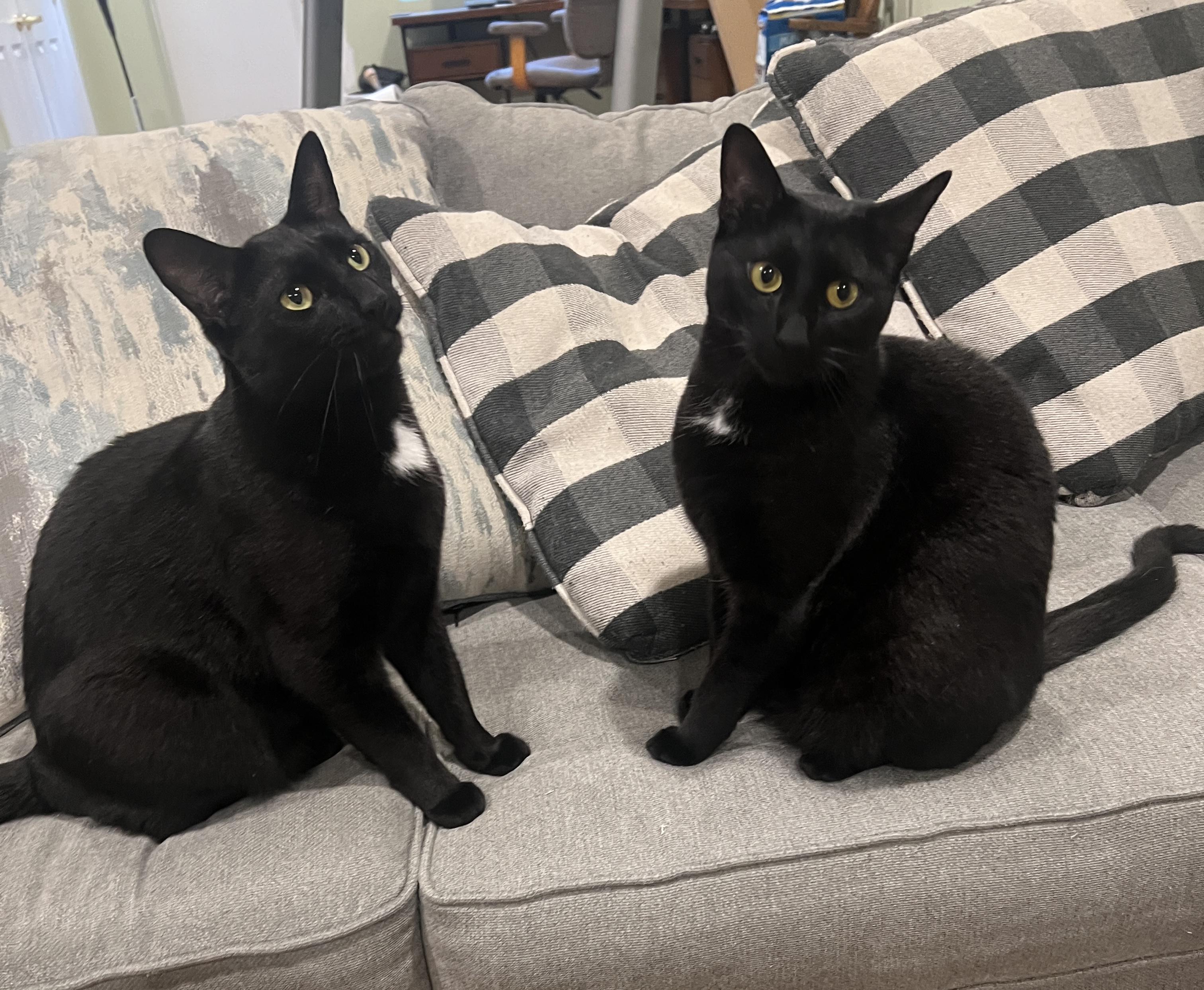Beemer and Liza, a Adoptable Domestic Short Hair in Closter, NJ image 1/6