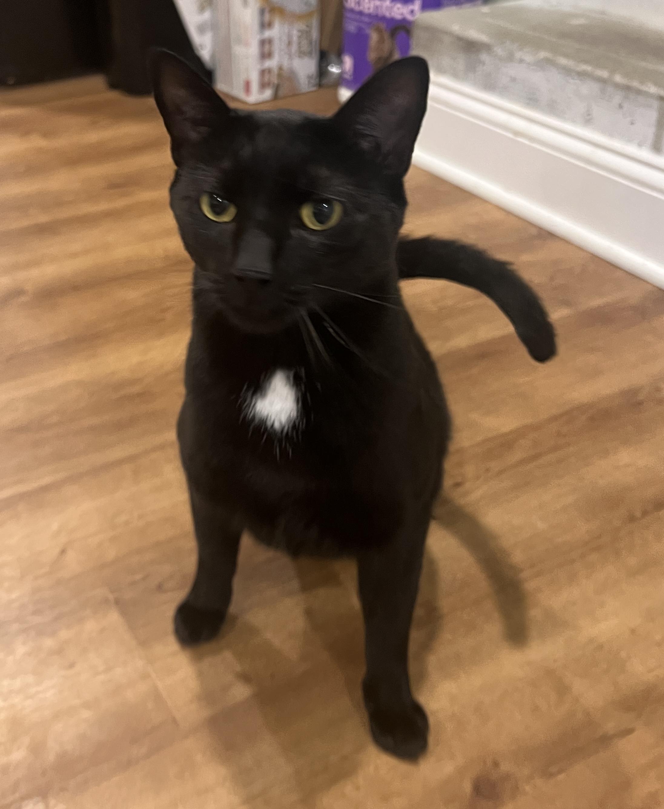 Beemer and Liza, a Adoptable Domestic Short Hair in Closter, NJ image 4/6