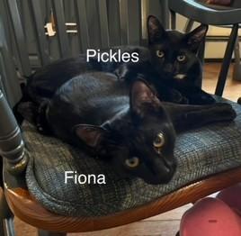 Fiona & Pickles, a Adoptable Domestic Short Hair in Closter, NJ image 3/5
