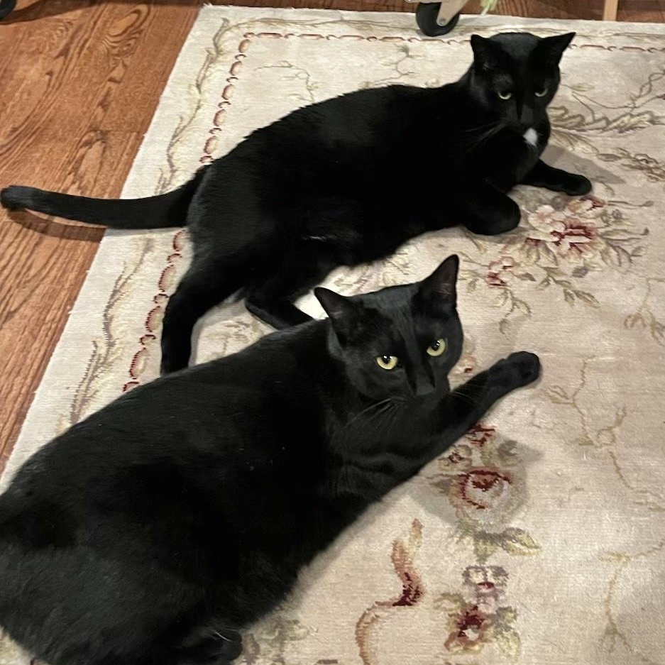 Enlarge Beemer and Liza, a Adoptable Domestic Short Hair in Closter, NJ image 4/4