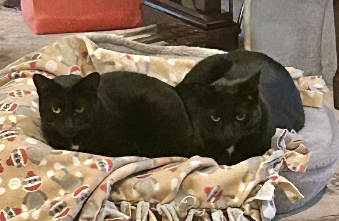 Enlarge Beemer and Liza, a Adoptable Domestic Short Hair in Closter, NJ image 2/4