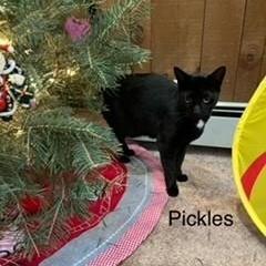 Fiona & Pickles, a Adoptable Domestic Short Hair in Closter, NJ image 4/5