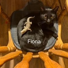 Fiona & Pickles, Adoptable, Young Male Domestic Short Hair.