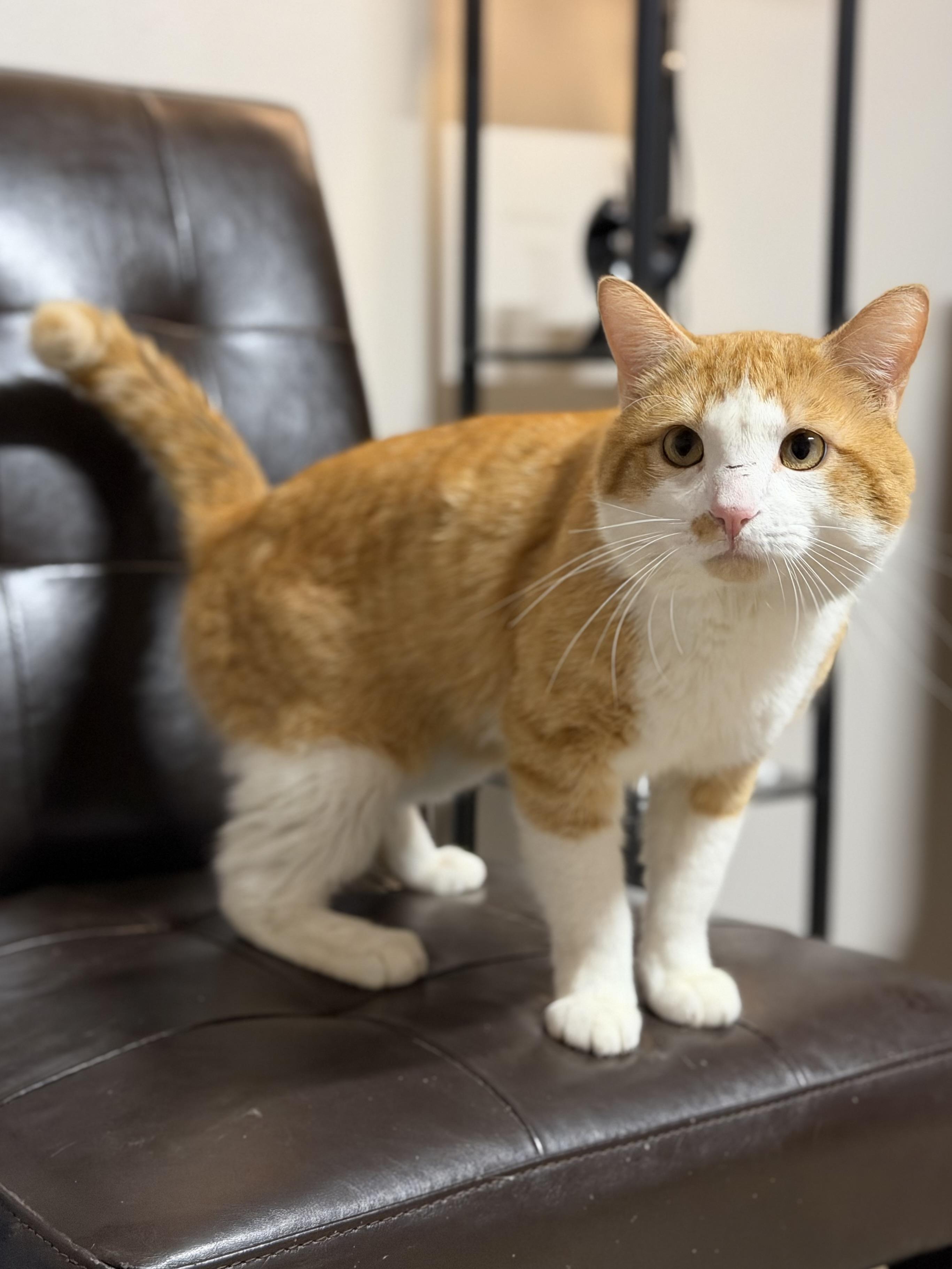 Enlarge Toulouse, an adopted Domestic Short Hair in Pocatello, ID image 1/1