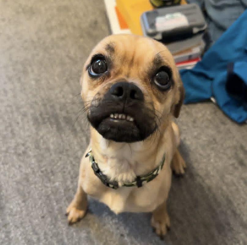 Enlarge Frankie, a Adoptable mixed breed in LEWISTON, ID image 1/5