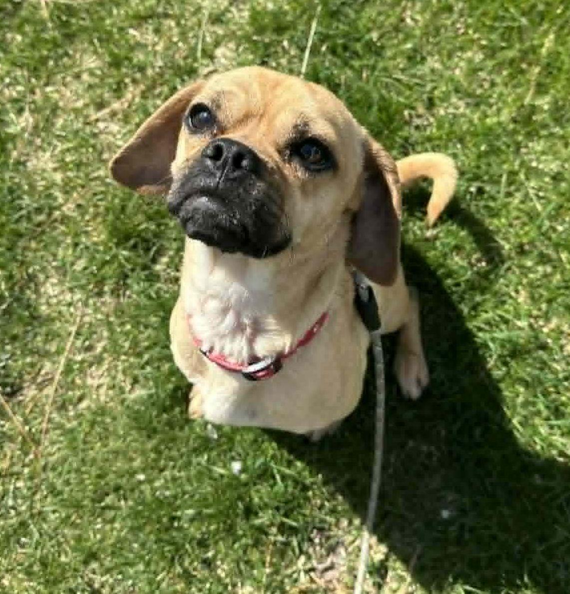 Enlarge Frankie, a Adoptable mixed breed in LEWISTON, ID image 2/5