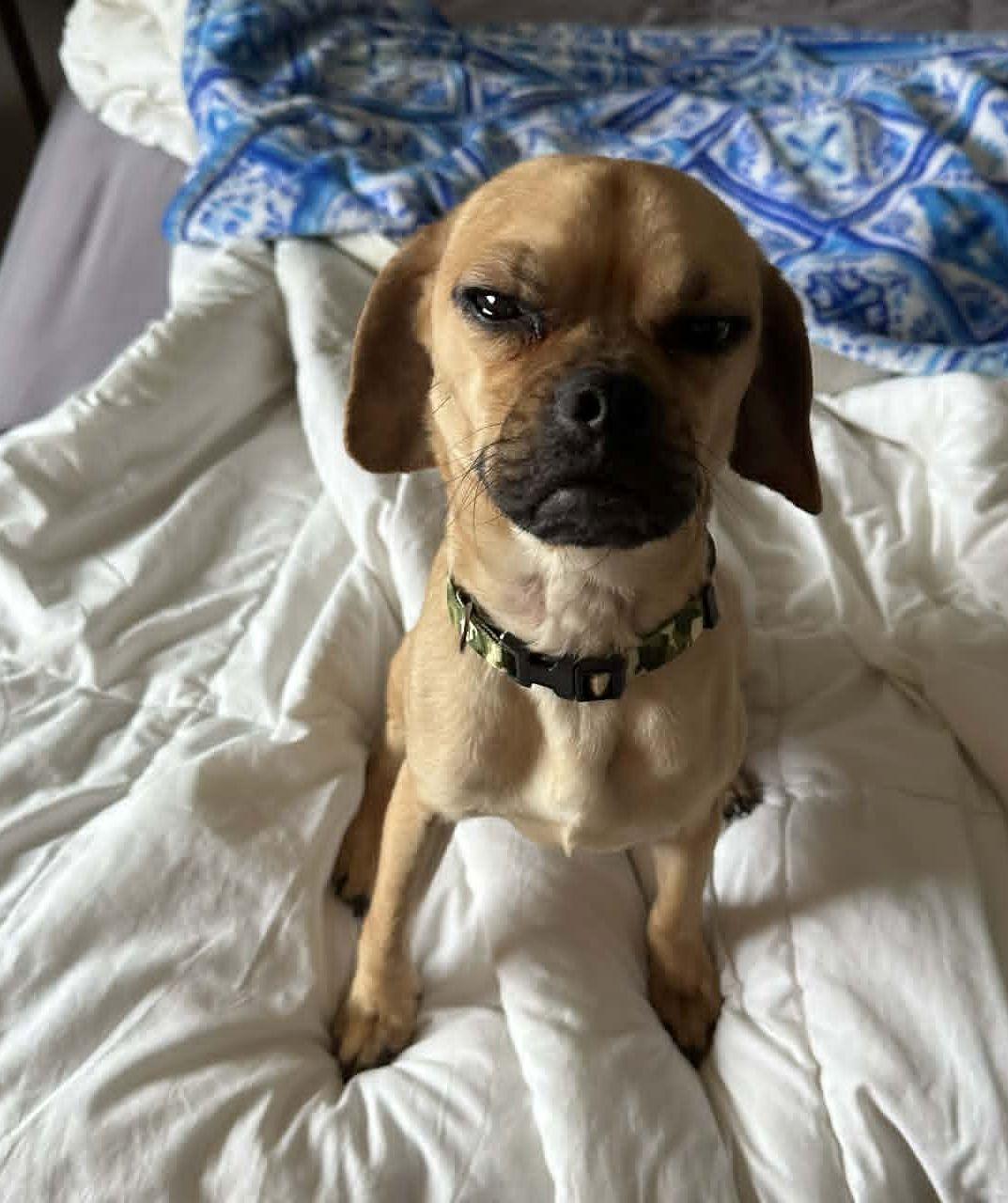 Enlarge Frankie, a Adoptable mixed breed in LEWISTON, ID image 3/5