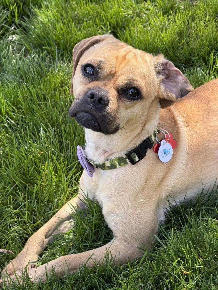 Enlarge Frankie, a Adoptable mixed breed in LEWISTON, ID image 4/5