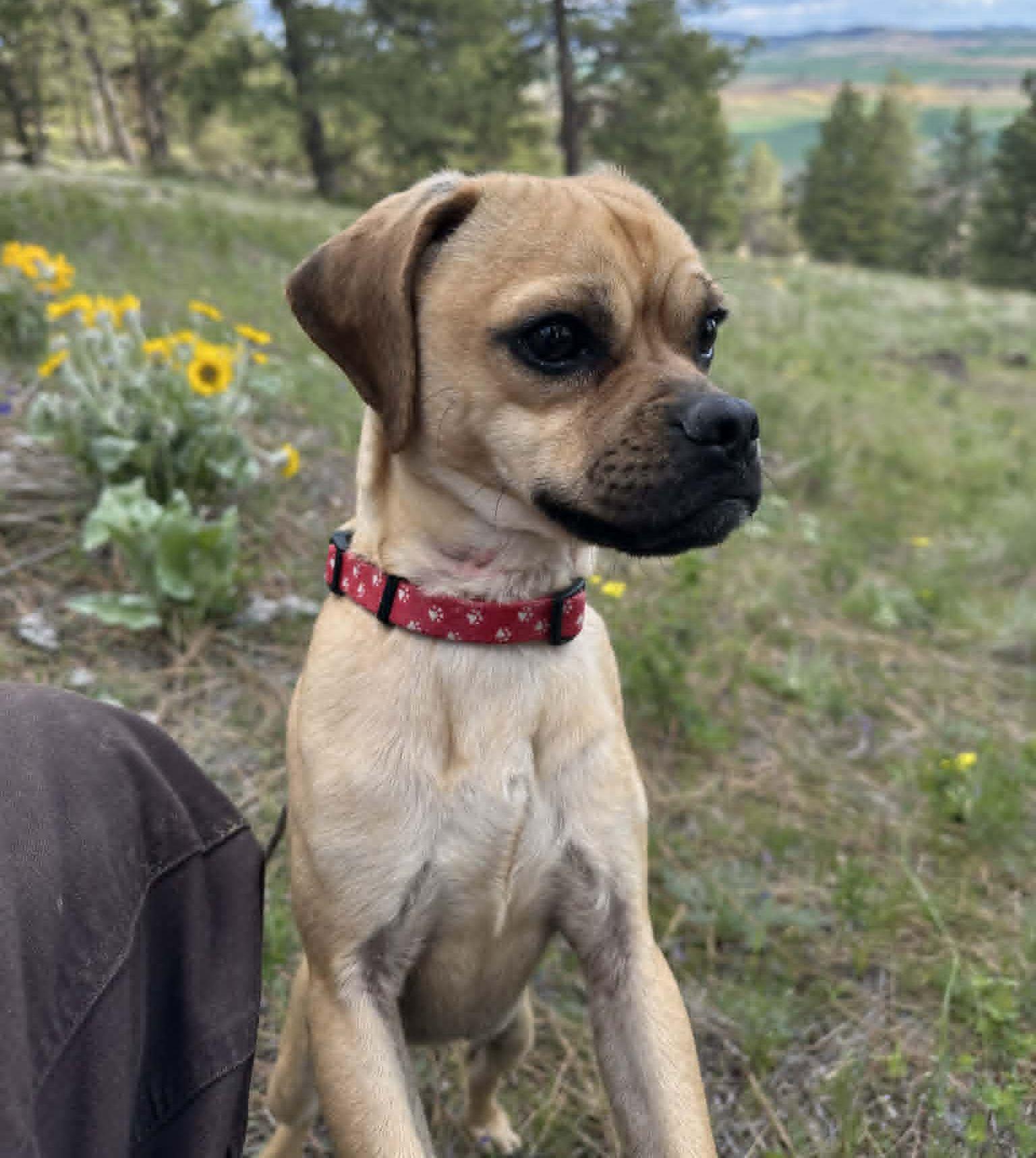 Enlarge Frankie, a Adoptable mixed breed in LEWISTON, ID image 5/5