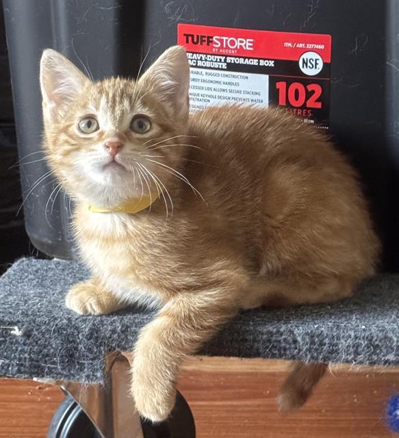 PESTO, Adoptable, Kitten Male Domestic Short Hair.