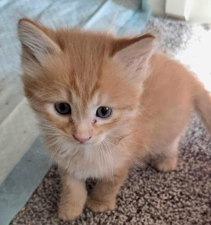 Buddha, Adoptable, Kitten Male Domestic Short Hair.