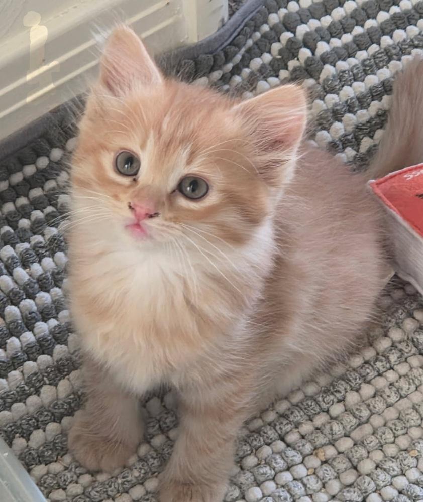 Enlarge Buddha, a Adoptable Domestic Short Hair in Green Valley, AZ image 2/2