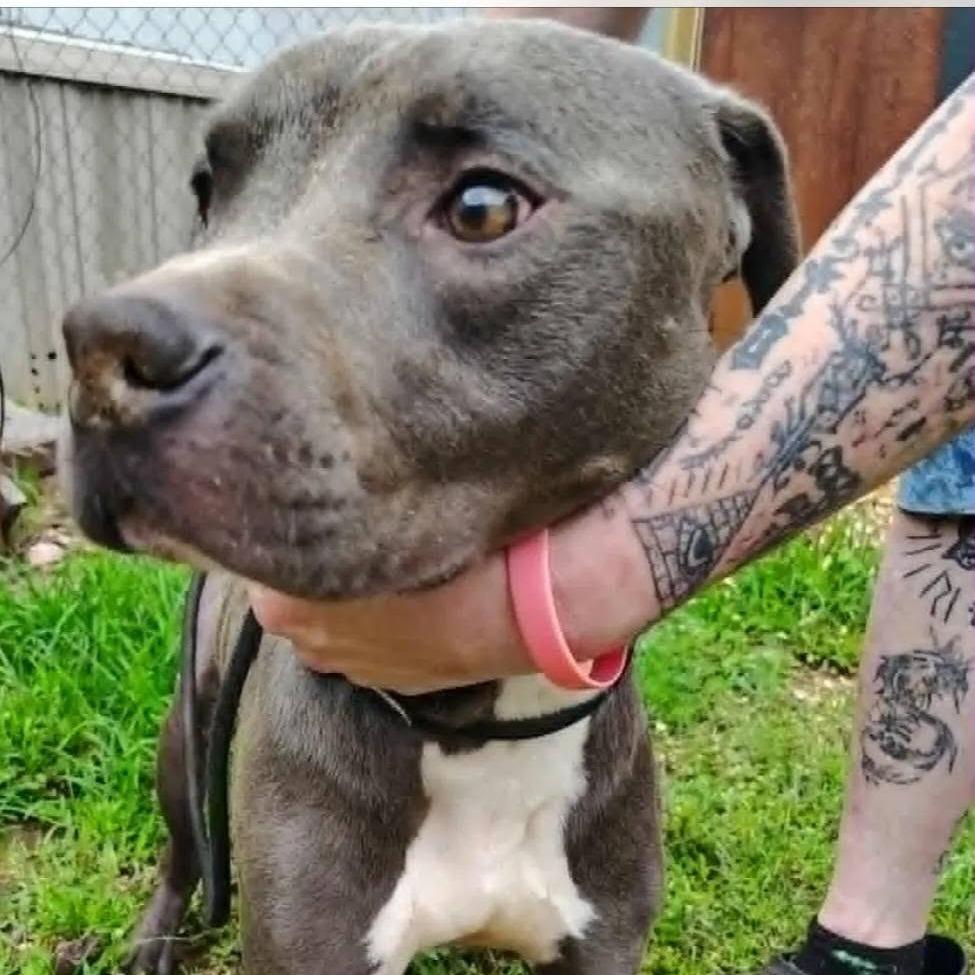 Vinnie, Adoptable, Adult Male Pit Bull Terrier.