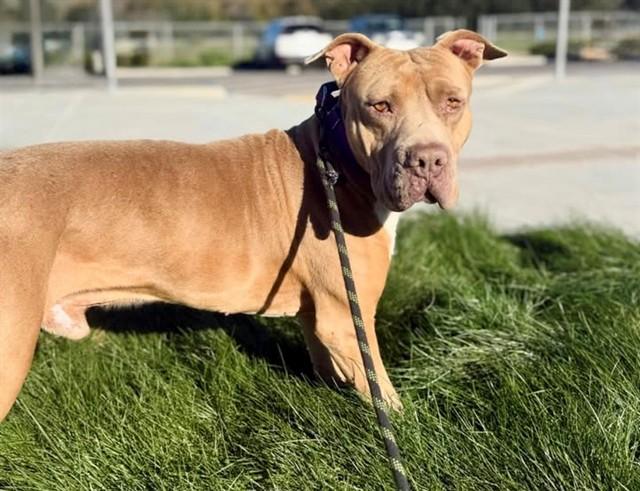 DEENO, Adoptable, Adult Male Pit Bull Terrier & Shar-Pei.