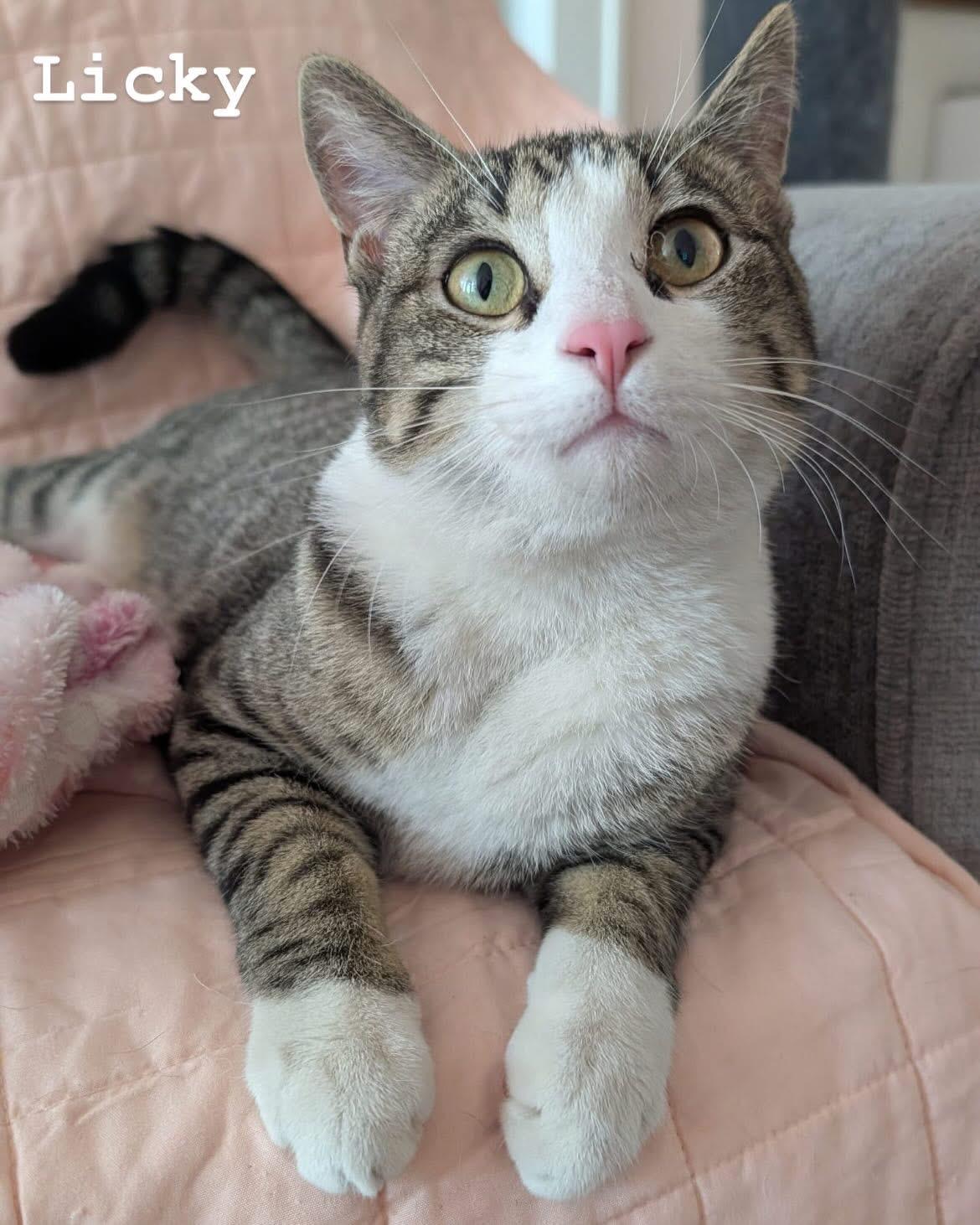 Licky - bonded with Prince, Adult Male Domestic Short Hair
