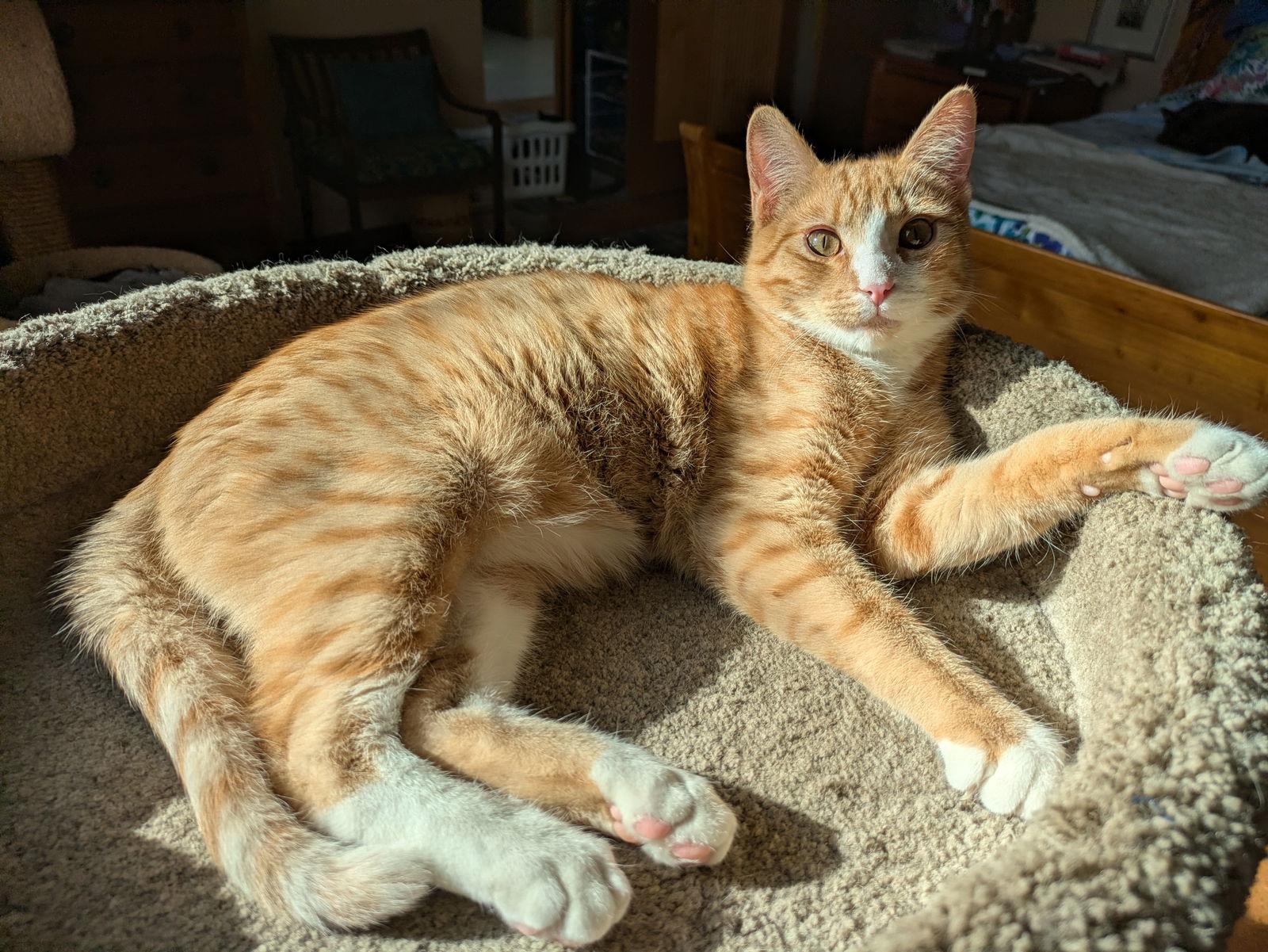 Enlarge MARMALADE - Looking for a Forever Family!, a Adopted mixed breed in Hillsboro, OR image 2/3