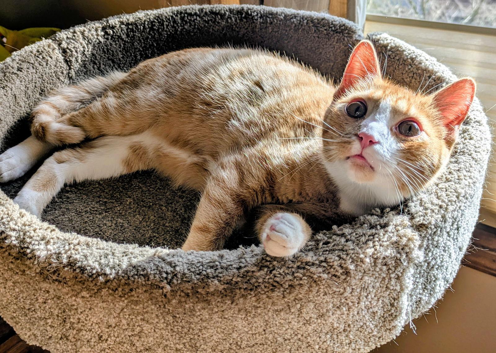 Enlarge MARMALADE - Looking for a Forever Family!, a Adopted mixed breed in Hillsboro, OR image 3/3