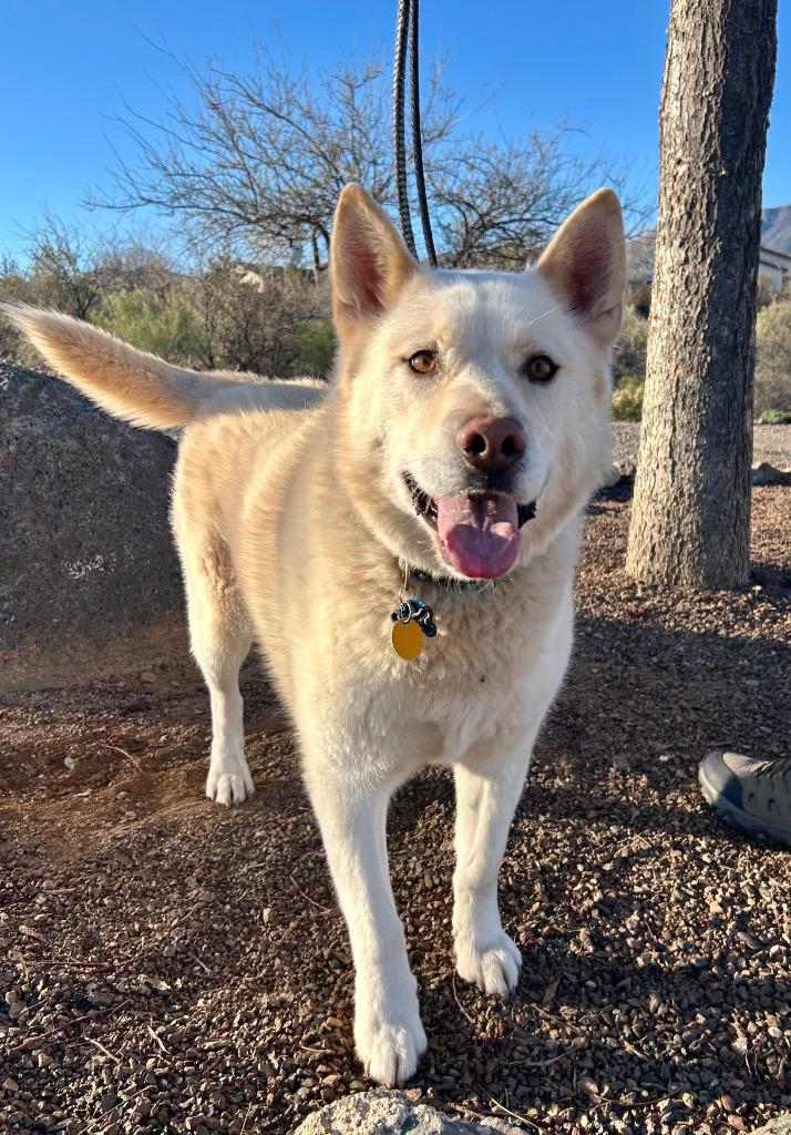 Enlarge Jasper, a Adoptable mixed breed in Cottonwood, AZ image 1/3