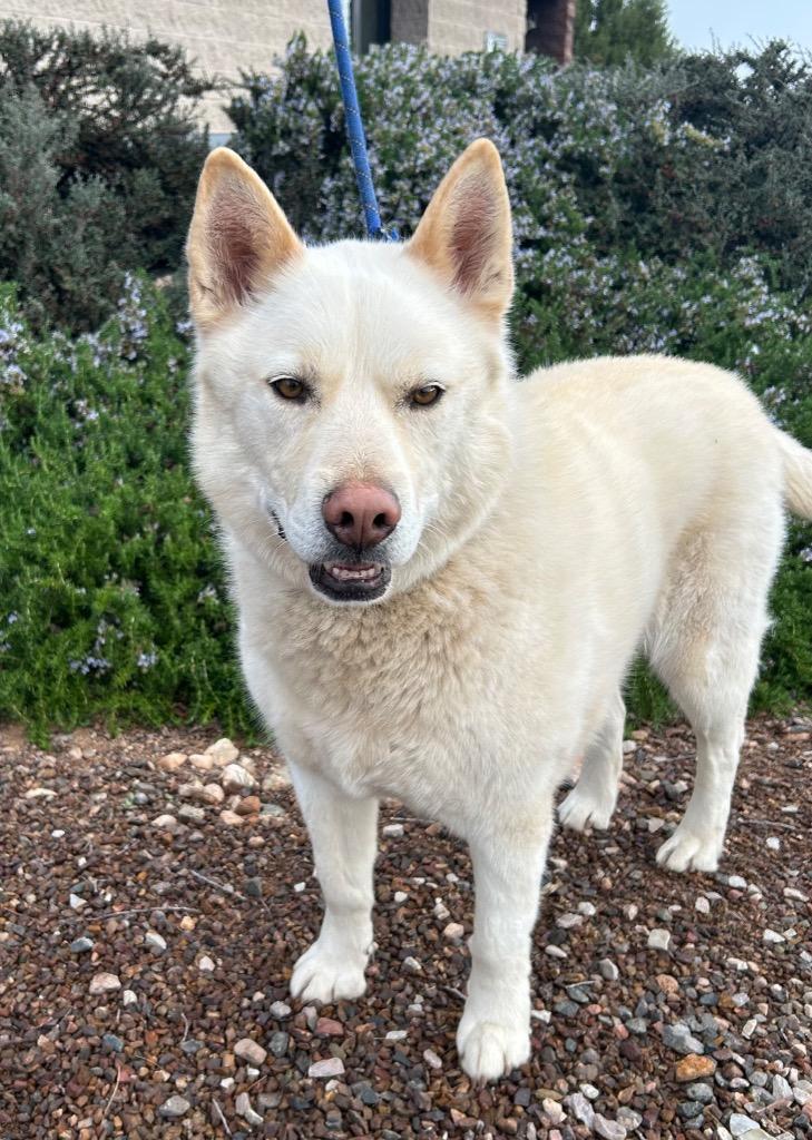 Enlarge Jasper, a Adoptable mixed breed in Cottonwood, AZ image 3/3