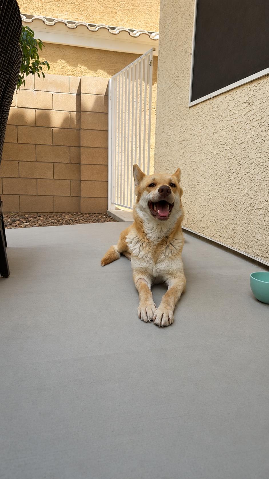 Enlarge Theresa, a ADOPTABLE mixed breed in Las Vegas, NV image 1/1