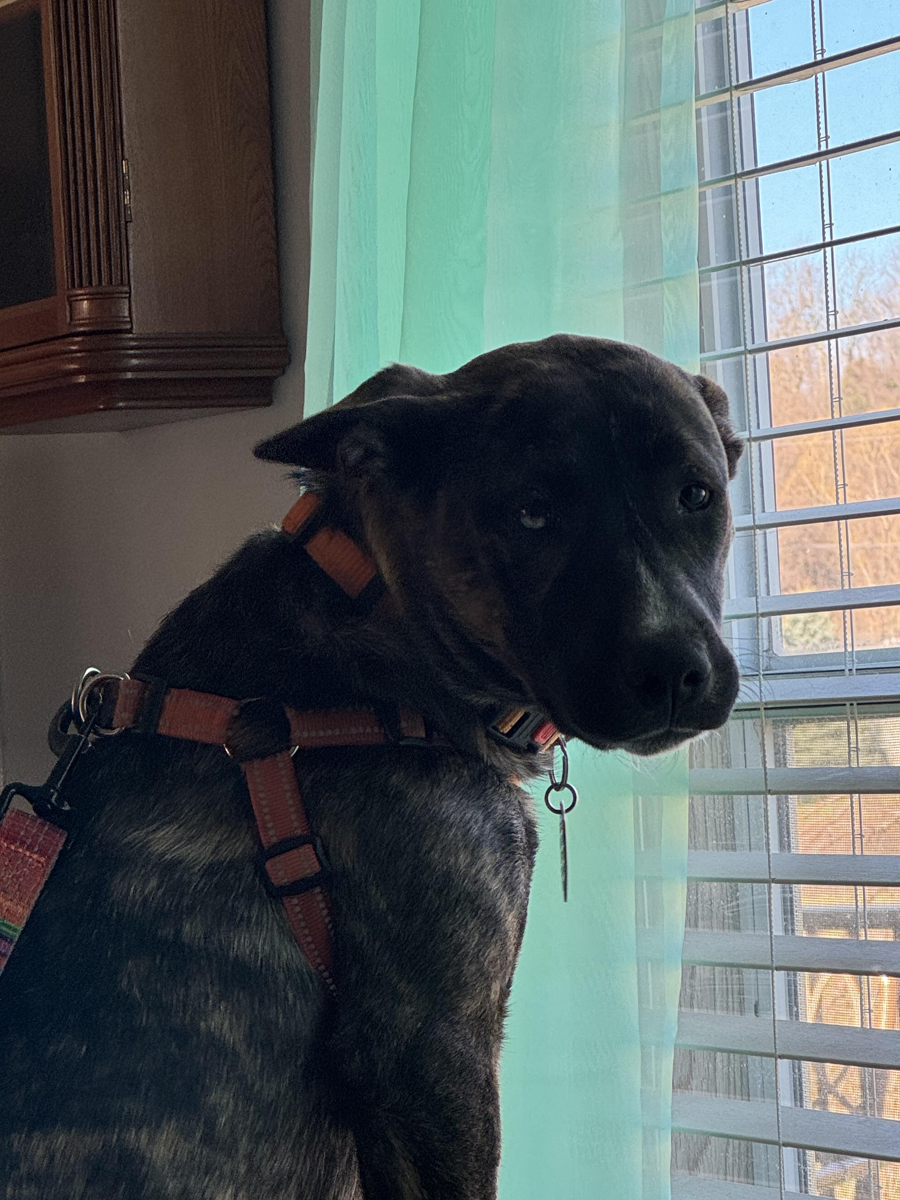 Enlarge Lacy - NY, a Adoptable mixed breed in Dix Hills, NY image 2/4