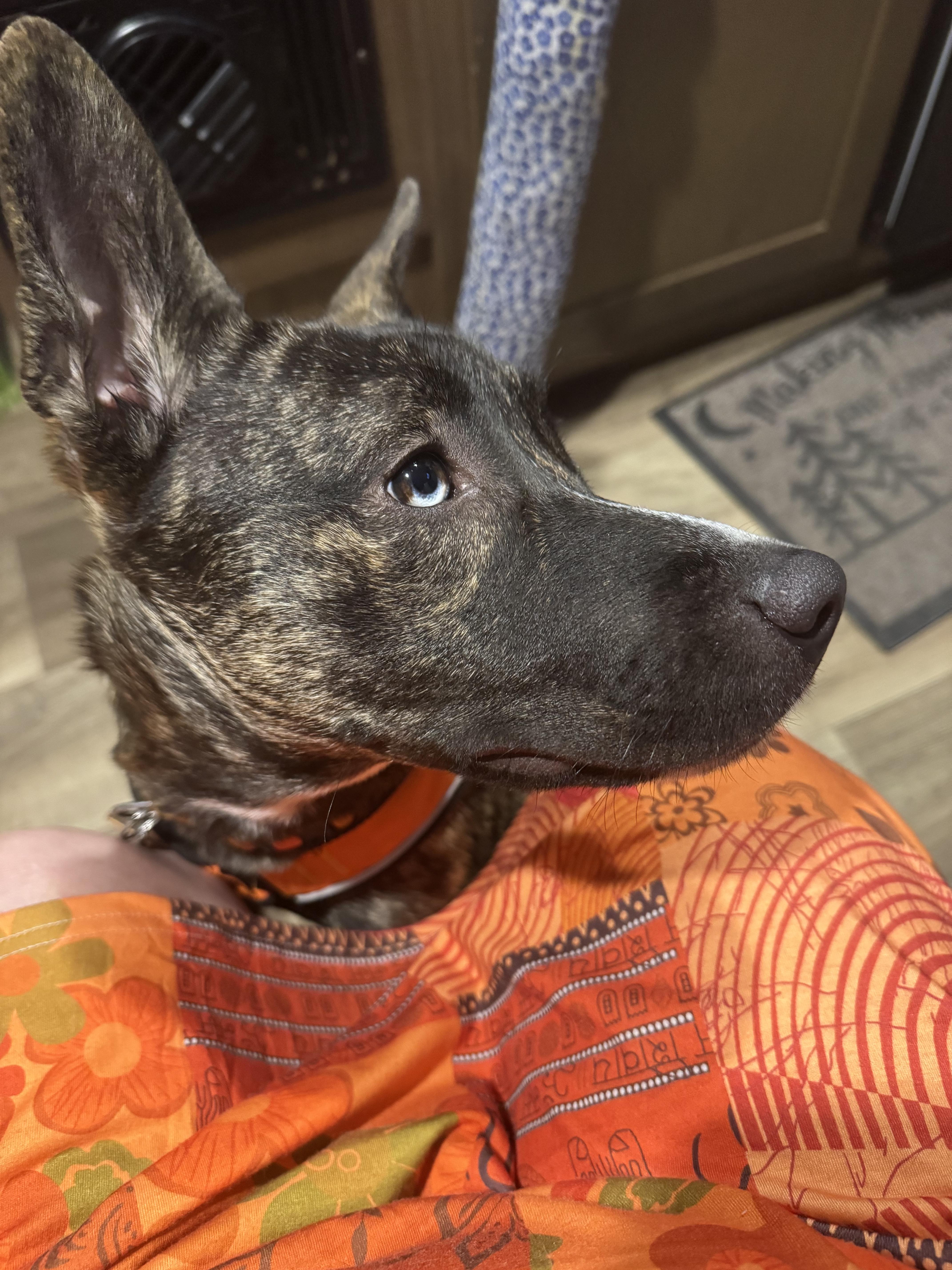 Enlarge Lacy - NY, a Adoptable mixed breed in Dix Hills, NY image 3/4