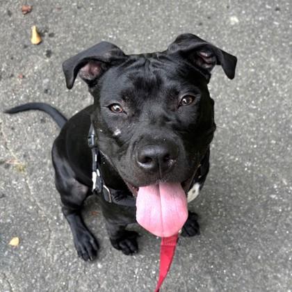 Enlarge Darling Dora, a Adoptable mixed breed in Washington, DC image 1/3