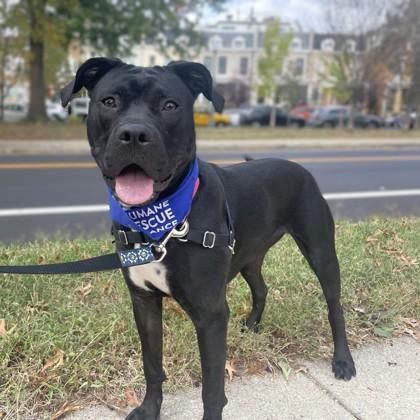 Darling Dora, a Adoptable mixed breed in Washington, DC image 1/3