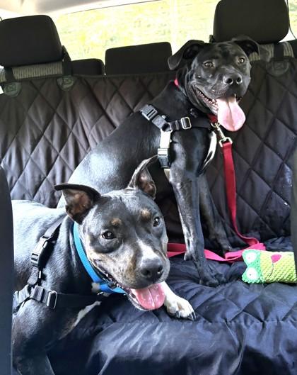 Darling Dora, a Adoptable mixed breed in Washington, DC image 2/3