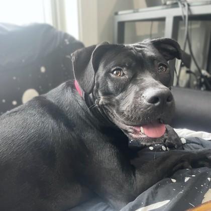 Darling Dora, a Adoptable mixed breed in Washington, DC image 3/3