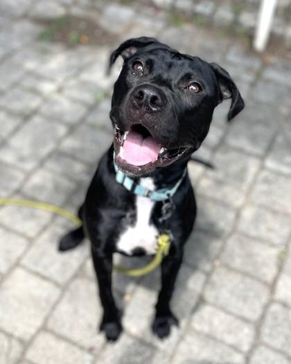 Darling Dora, a Adoptable mixed breed in Washington, DC image 3/3