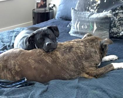 Enlarge Darling Dora, a Adoptable mixed breed in Washington, DC image 3/3