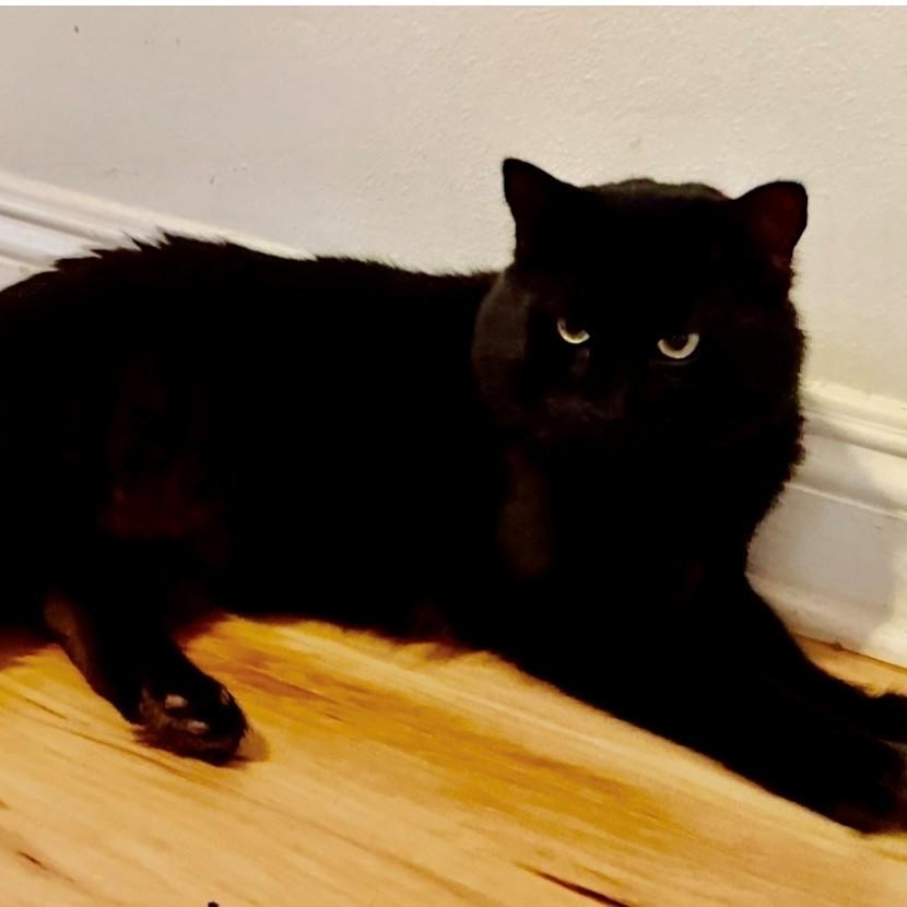 Enlarge Francis Michael, an adopted Domestic Medium Hair in Camarillo, CA image 1/1