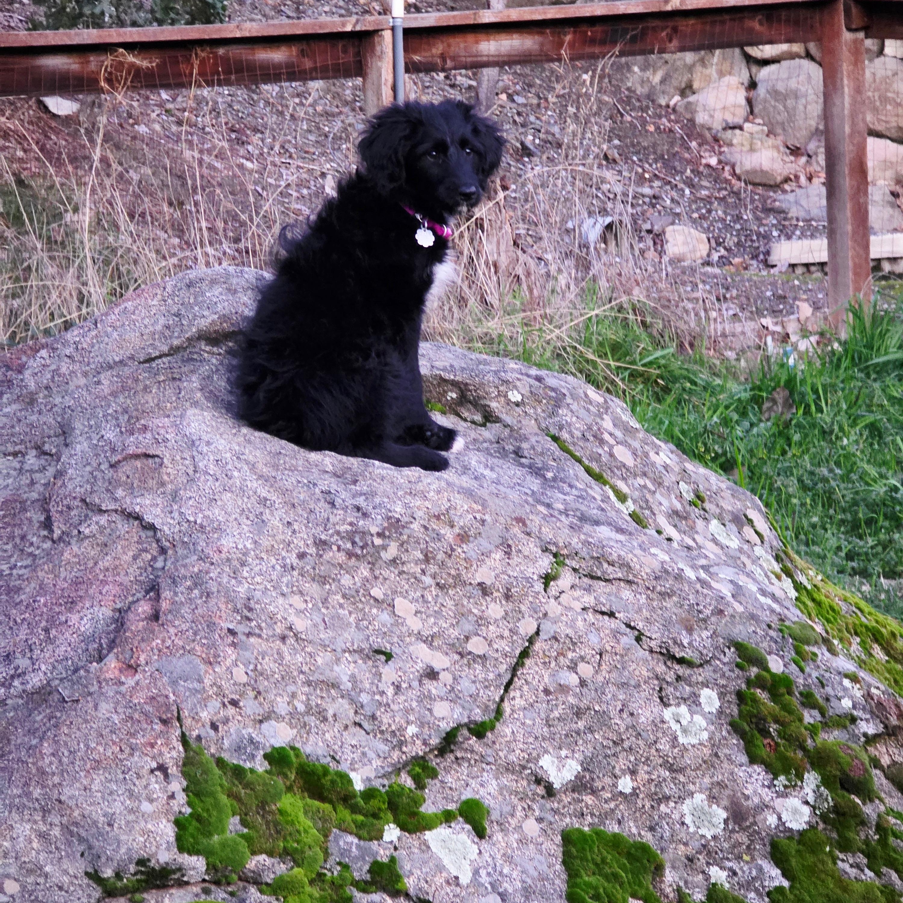 Enlarge Ophelia, an adopted mixed breed in Sonora, CA image 3/4