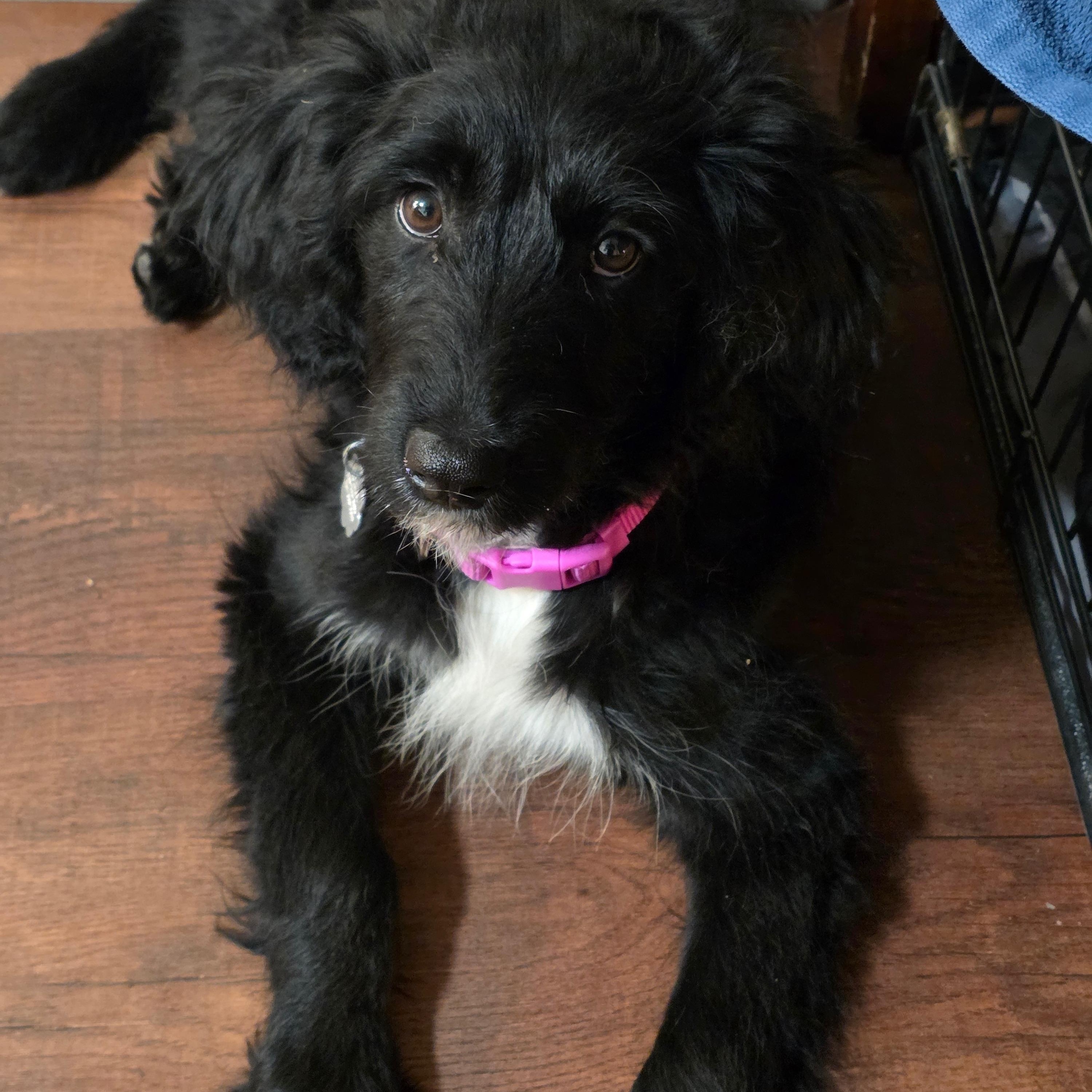 Enlarge Ophelia, an adopted mixed breed in Sonora, CA image 1/4