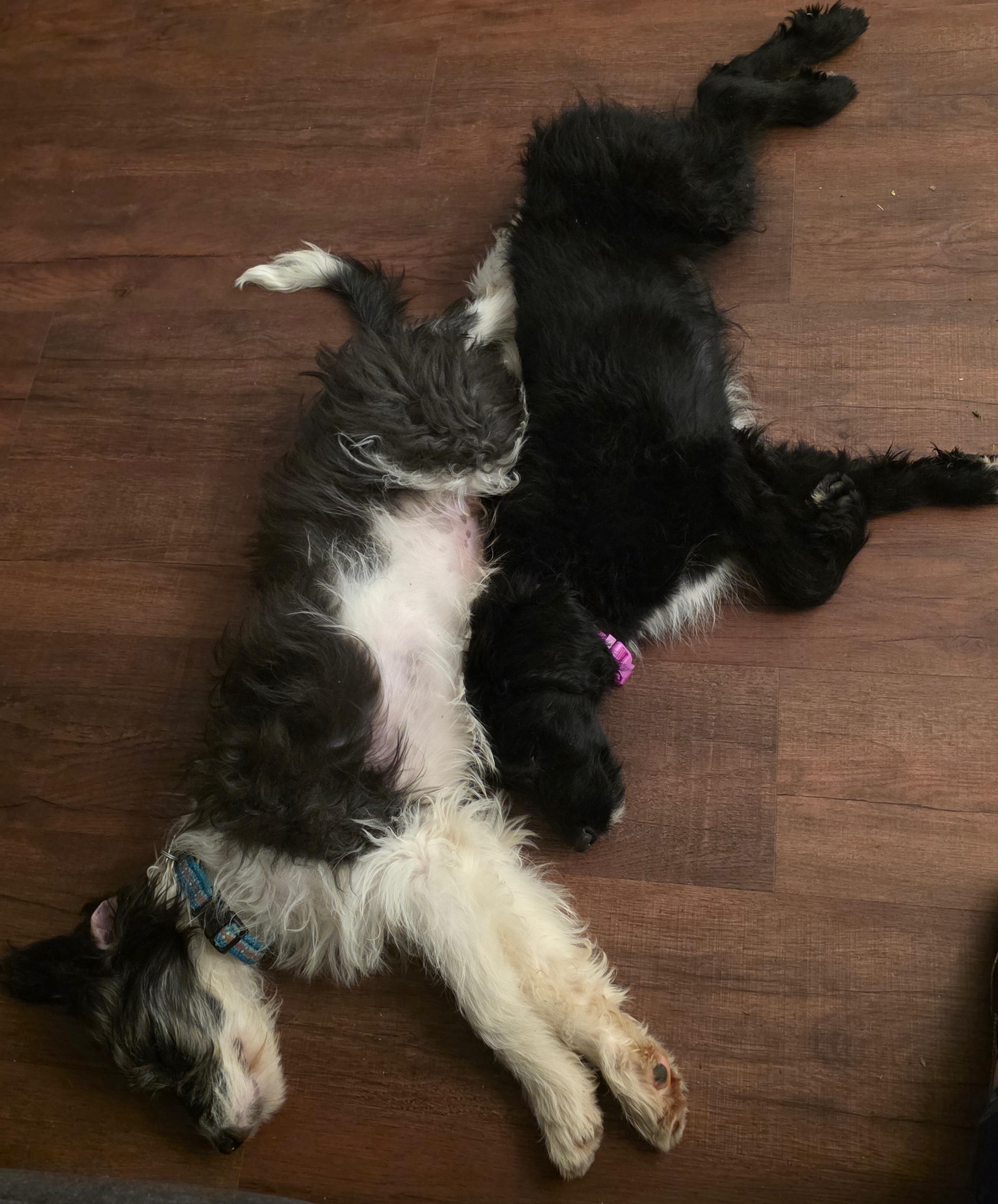 Enlarge Ophelia, an adopted mixed breed in Sonora, CA image 4/4