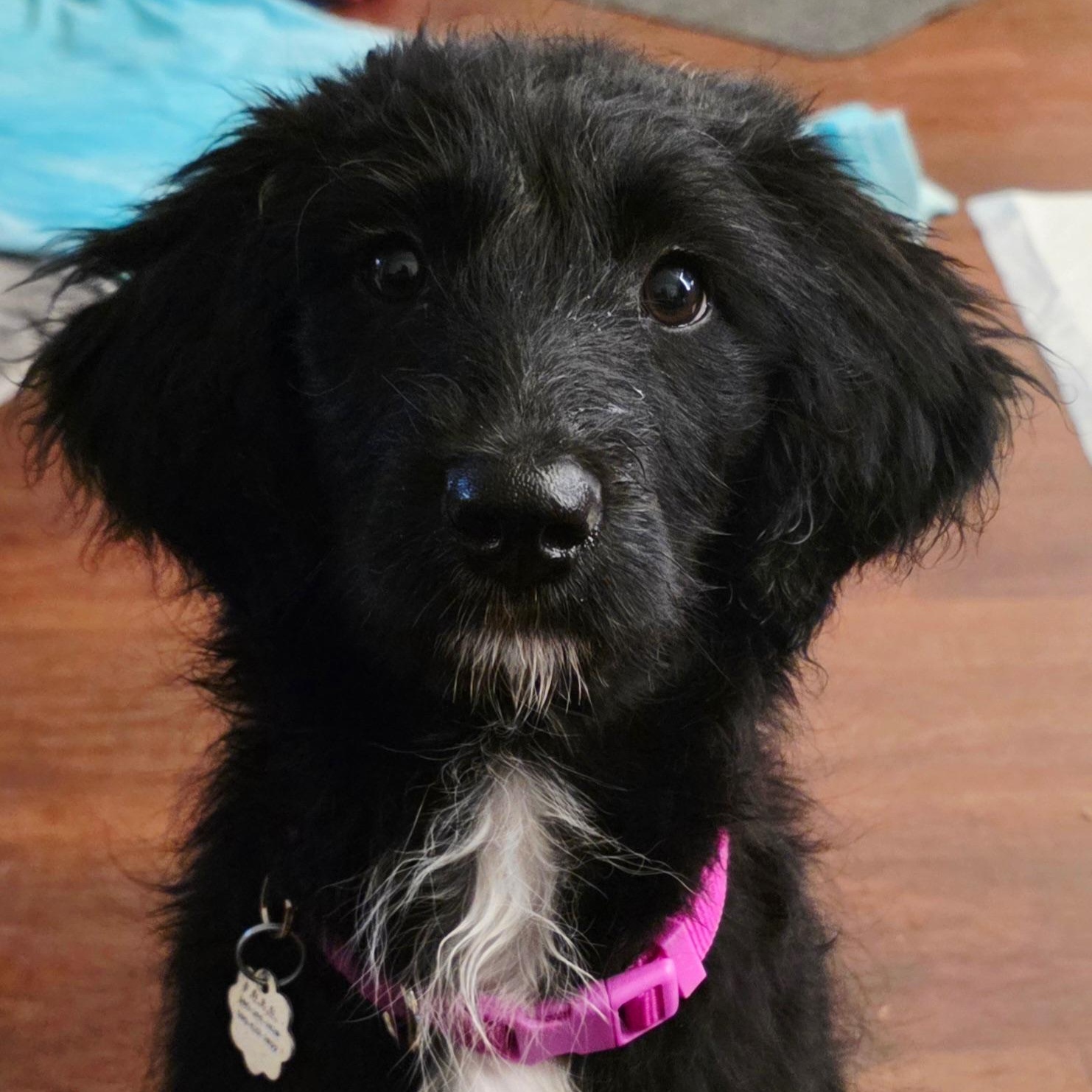 Enlarge Ophelia, an adopted mixed breed in Sonora, CA image 2/4