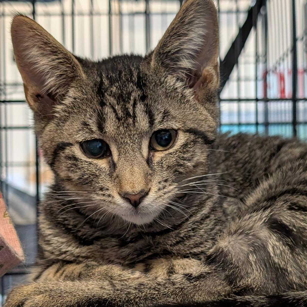 Enlarge Matcha, a Adoptable Domestic Short Hair in South Haven, MI image 1/1