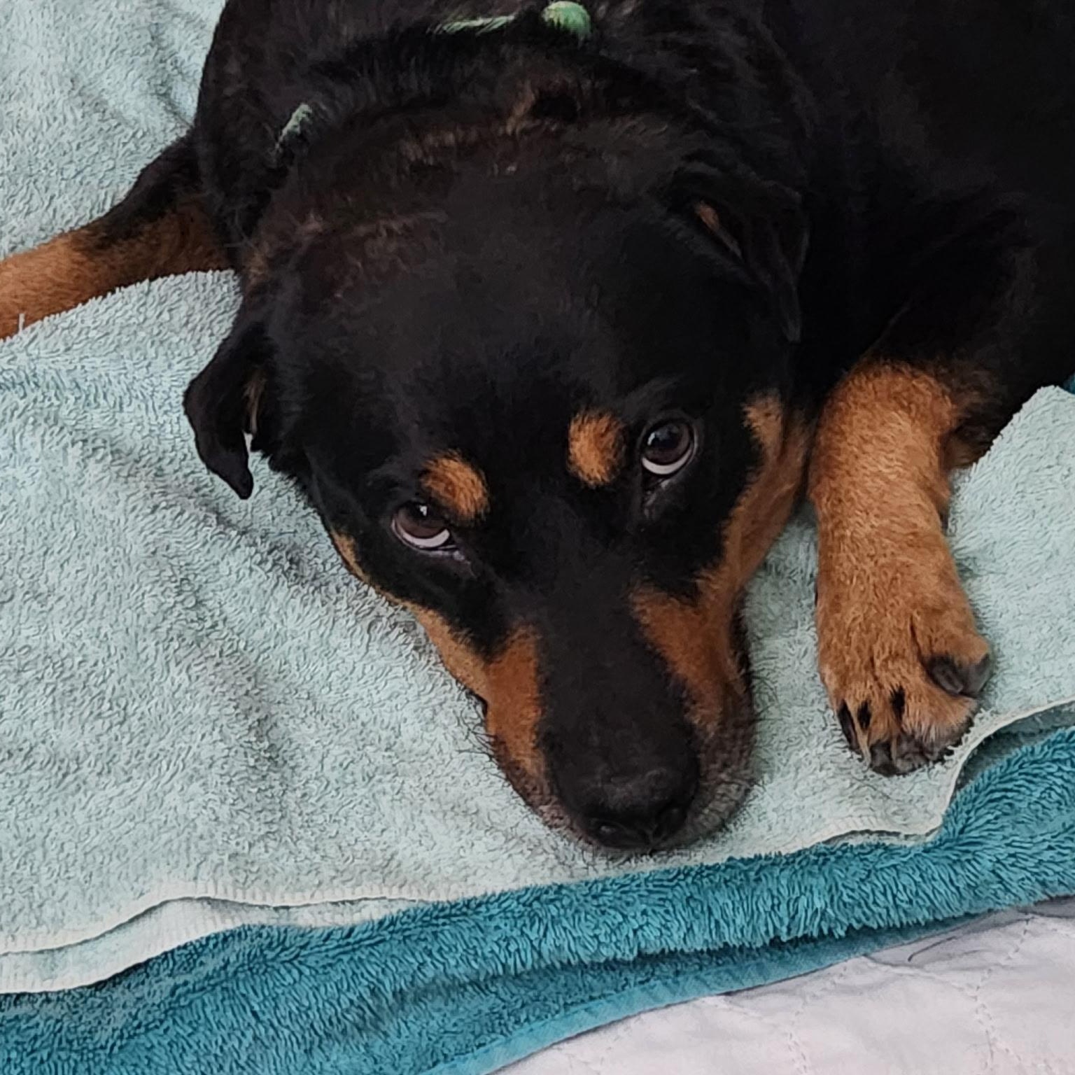 Enlarge Lovey, a Adoptable mixed breed in San Diego, CA image 2/5