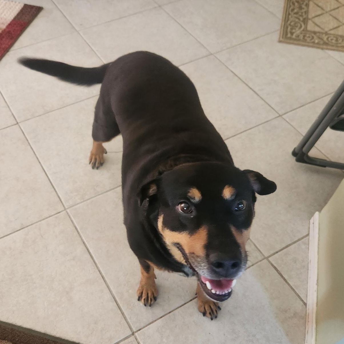 Enlarge Lovey, a Adoptable mixed breed in San Diego, CA image 5/5