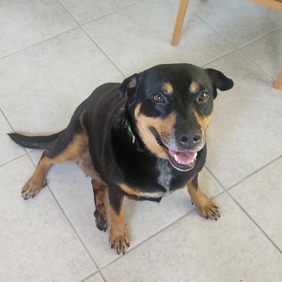 Lovey, Adoptable, Adult Female Rottweiler & Labrador Retriever.