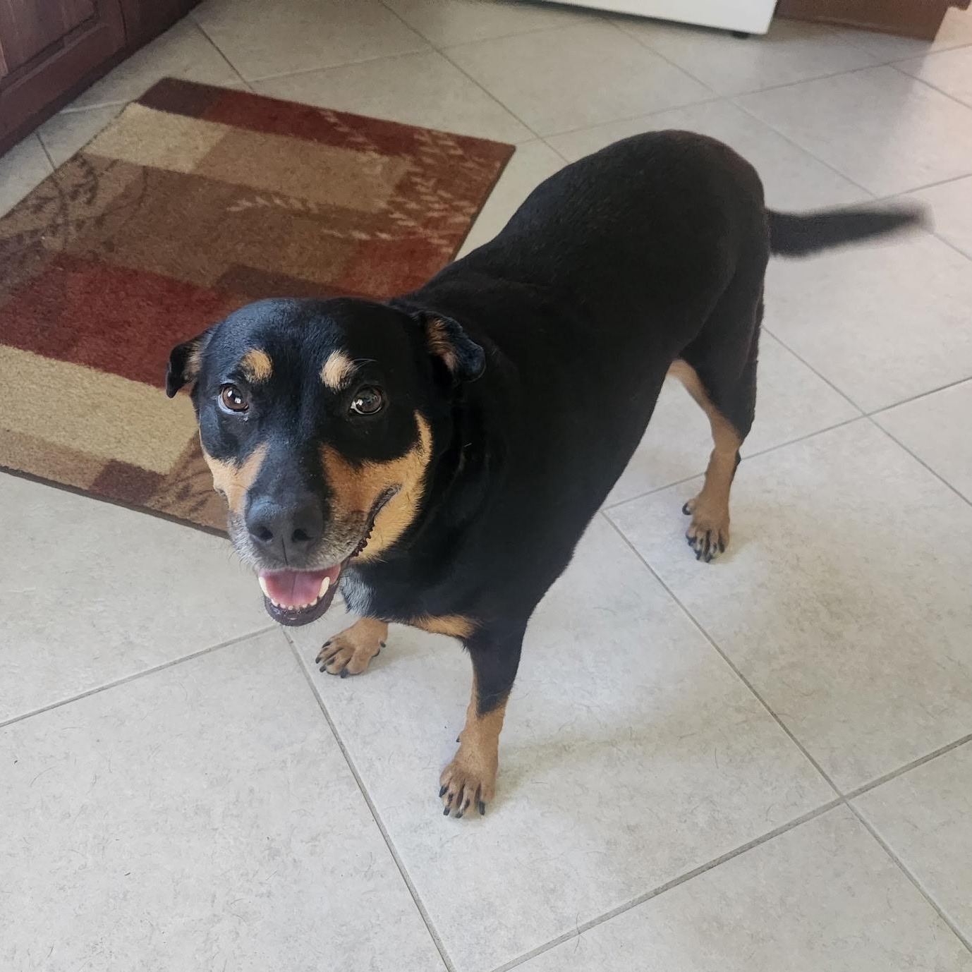 Enlarge Lovey, a Adoptable mixed breed in San Diego, CA image 3/5