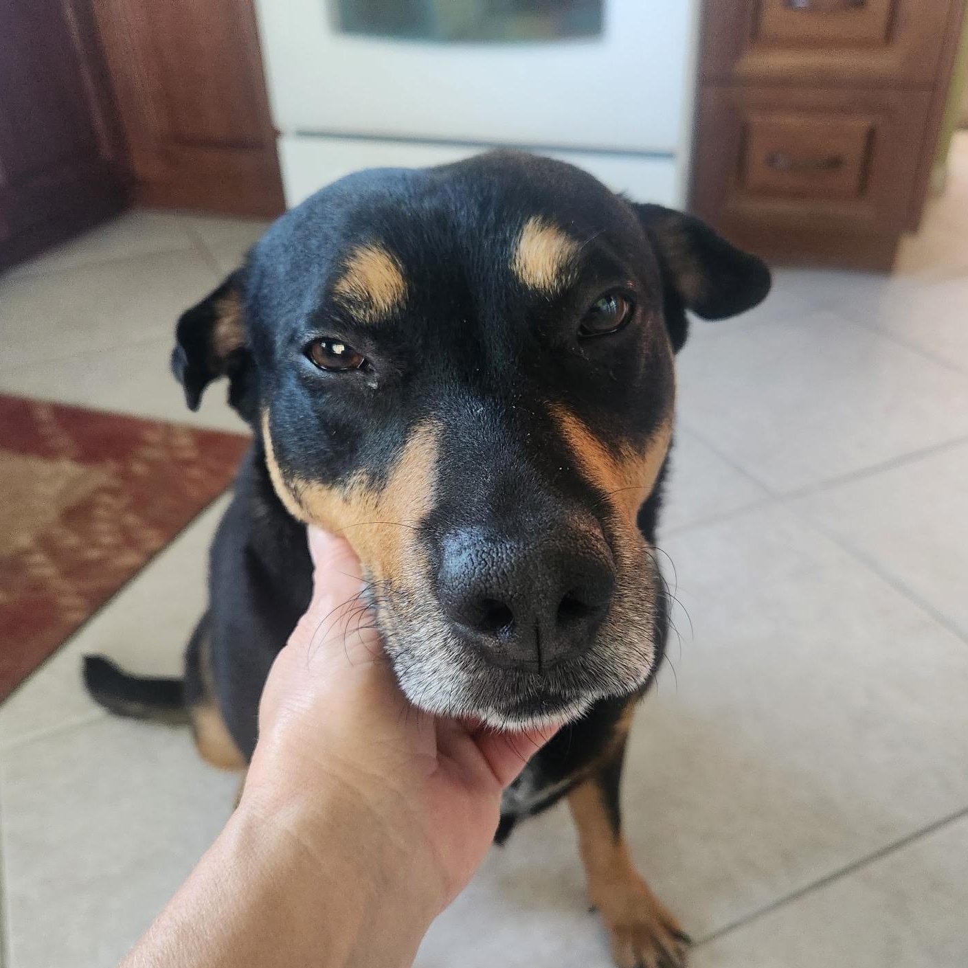 Enlarge Lovey, a Adoptable mixed breed in San Diego, CA image 4/5