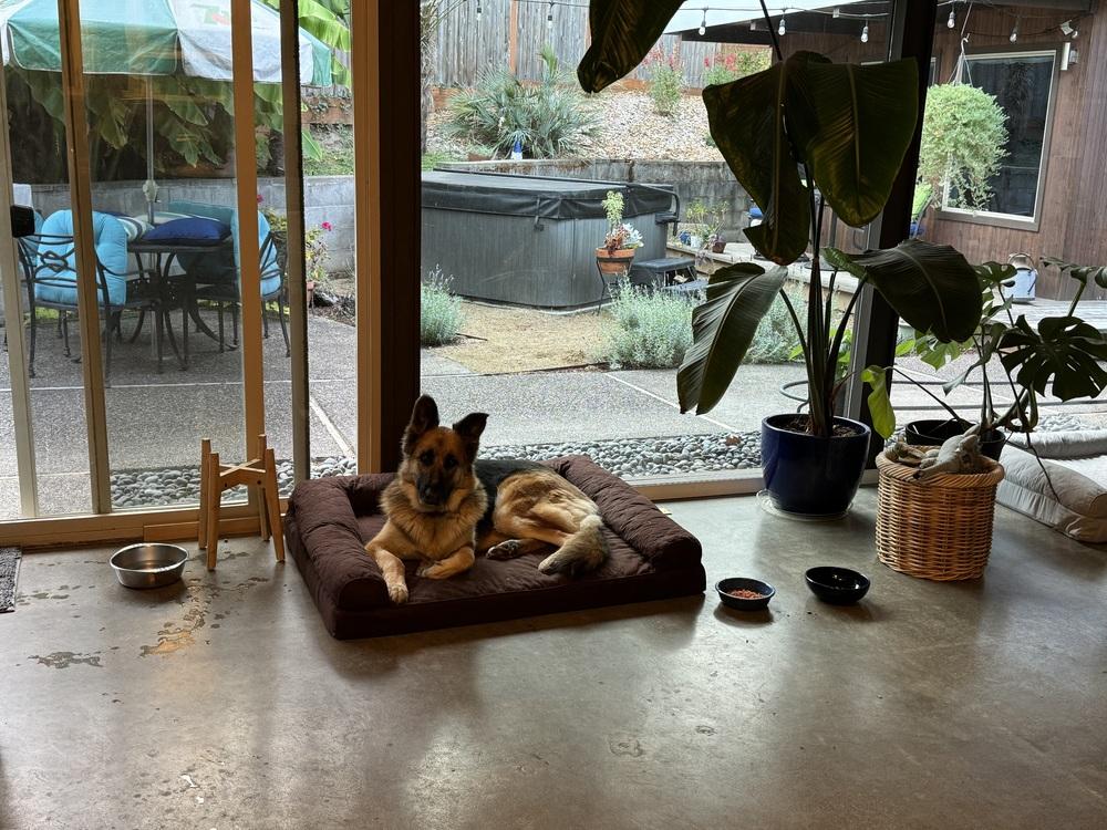 Cleo, Adoptable, Adult Female German Shepherd Dog.