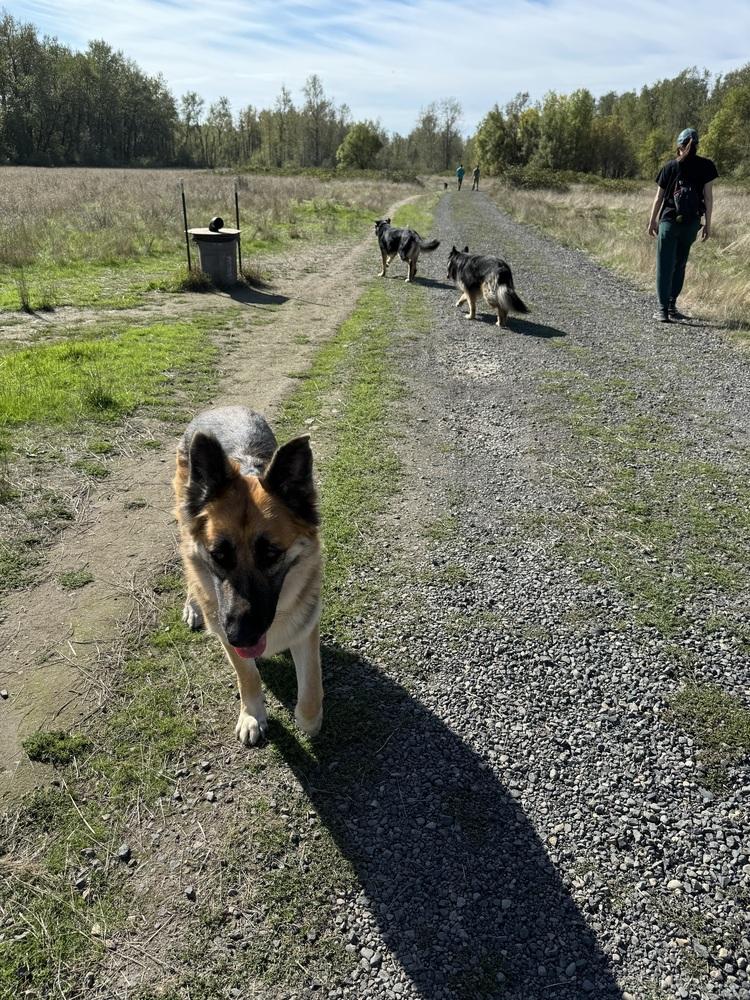 Enlarge Cleo, a Adoptable German Shepherd Dog in Pasadena, CA image 2/6
