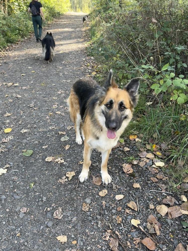 Enlarge Cleo, a Adoptable German Shepherd Dog in Pasadena, CA image 3/6