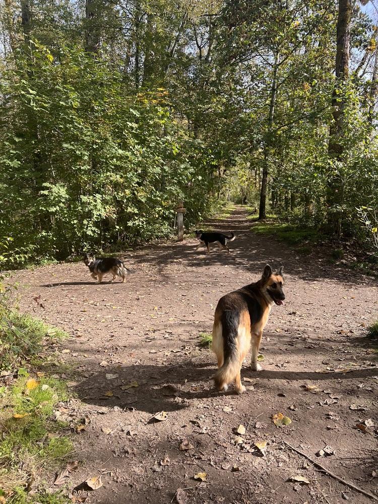 Enlarge Cleo, a Adoptable German Shepherd Dog in Pasadena, CA image 4/6