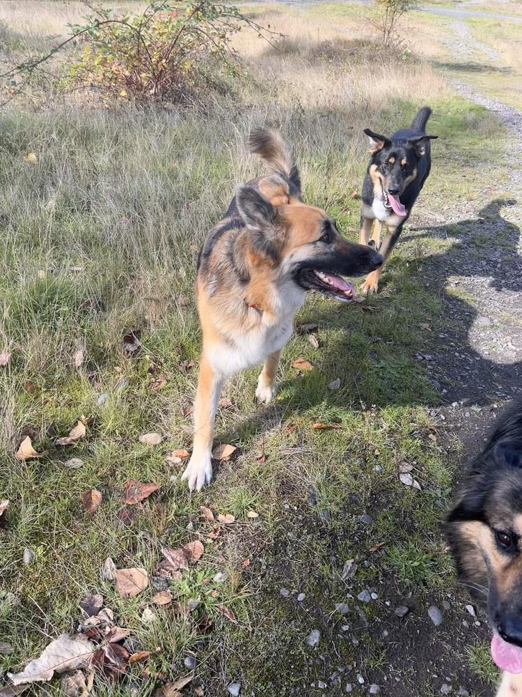 Enlarge Cleo, a Adoptable German Shepherd Dog in Pasadena, CA image 5/6