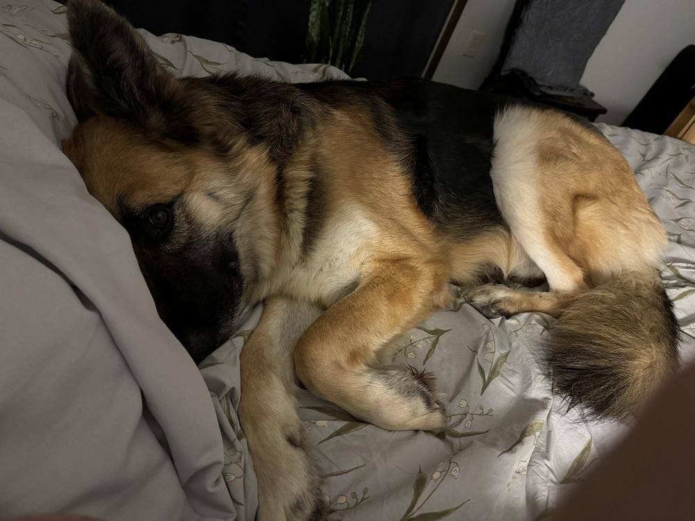 Enlarge Cleo, a Adoptable German Shepherd Dog in Pasadena, CA image 6/6